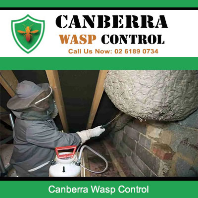 Professional wasp control service in Canberra